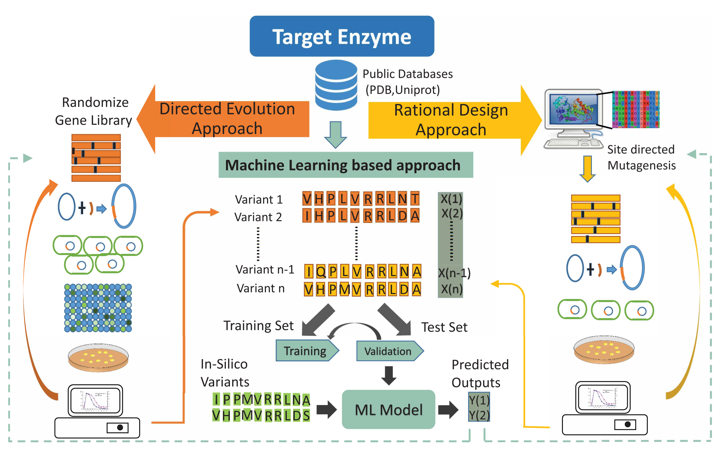 enzyme-engineering.png